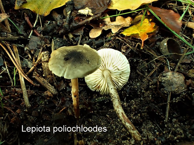 Lepiota poliochloodes-amf2056-1.jpg - Lepiota poliochloodes ; Nom français: Lepiote à chapeau gris olive